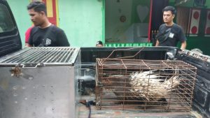 Ops Wanalaga II, Polres BS dan Polres Mukomuko Amankan Landak Serta Kayu Balam