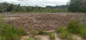 Akibat aksi penambang emas ilegal lahan sawah didesa Tanjung putus rusak parah