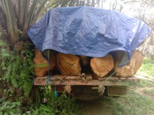 Cv. Berkat Tabah Jaya Mandiri Diduga Lansir Kayu Ilegal