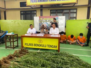 Polres Bengkulu Tengah Rilis Pelaku Tanam Ganja Sebanyak 32 Batang