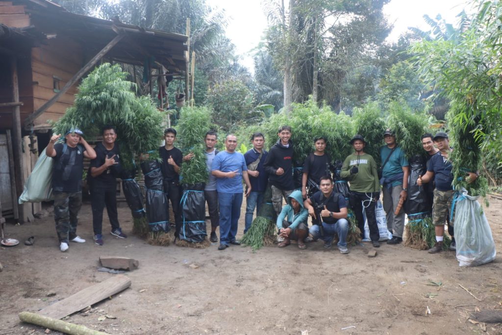 Polda Bengkulu Ungkap Ladang Ganja di Kabupaten Rejang Lebong