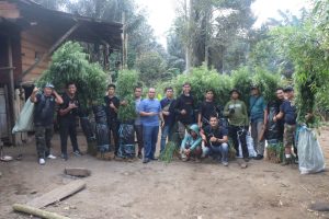 Polda Bengkulu Ungkap Ladang Ganja di Kabupaten Rejang Lebong