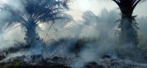 Kebakaran Hebat Puluhan Hetar Lahan Kelapa Sawit Milik PT Sal 1