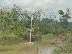 Berulang Kali dirazia petugas, Dompeng Rakit Di Lokasi Danau Wisata Dam Betuk Merangin Kembali Beroperasi
